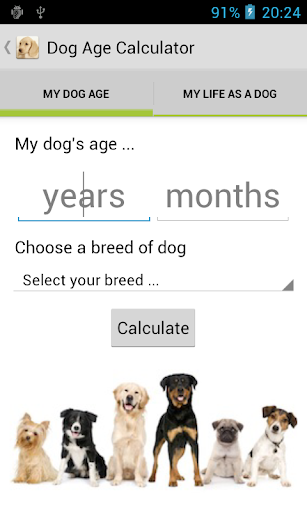 Dog Age Calculator