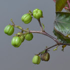 Bellyache Bush, Black Physicnut, Cotton-leaf Physicnut