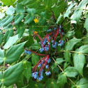 Barberry or Oregon Grapes