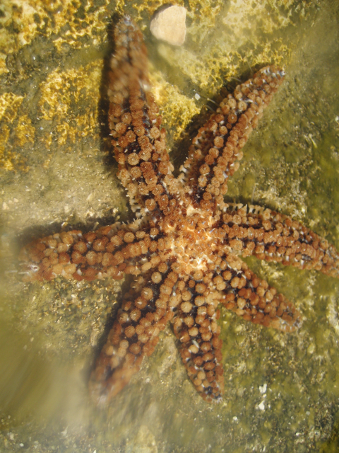 Fissiparous Sea Star