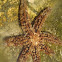Fissiparous Sea Star