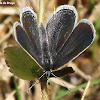 Eastern tailed-blue