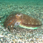 Andrea cuttlefish