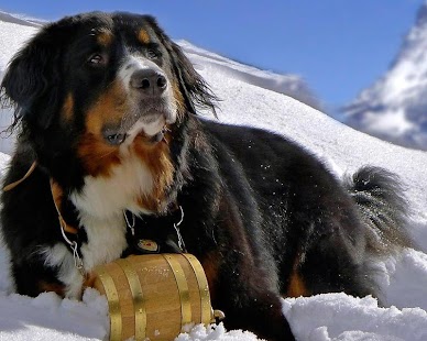 Bernese Mountain Dogs Puzzle Screenshots 1