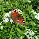 European Peacock butterfly