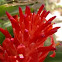 Red Torch Bromeliad