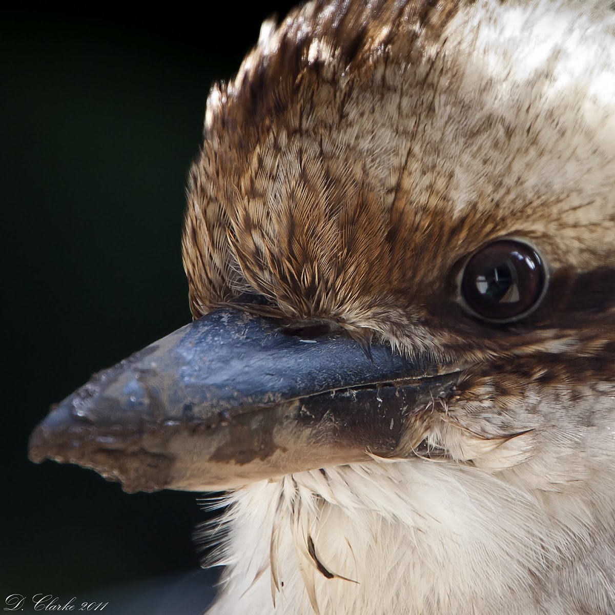 Kookaburra