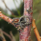 jumping spider