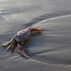 Paddle Crab