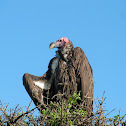 Lappet faced vulture