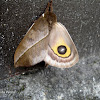 Automeris Moth