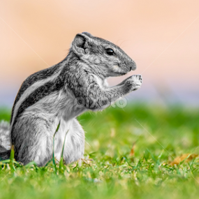 Indian Squirrel by Raj Nandi - Animals Other Mammals
