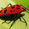Mallotus Harlequin Bug
