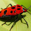 Mallotus Harlequin Bug