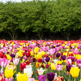 by Don Saddler - Flowers Flower Gardens