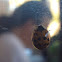 Multicolored Asian Lady Beetle