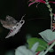 hummingbird hawkmoth