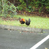 Male Rooster and Female Hen