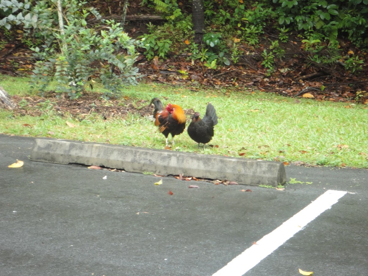 Male Rooster and Female Hen