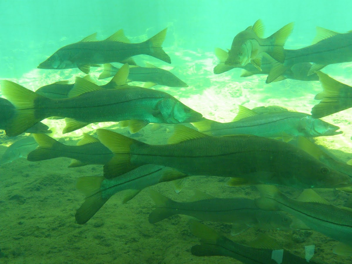 Common snook Project Noah