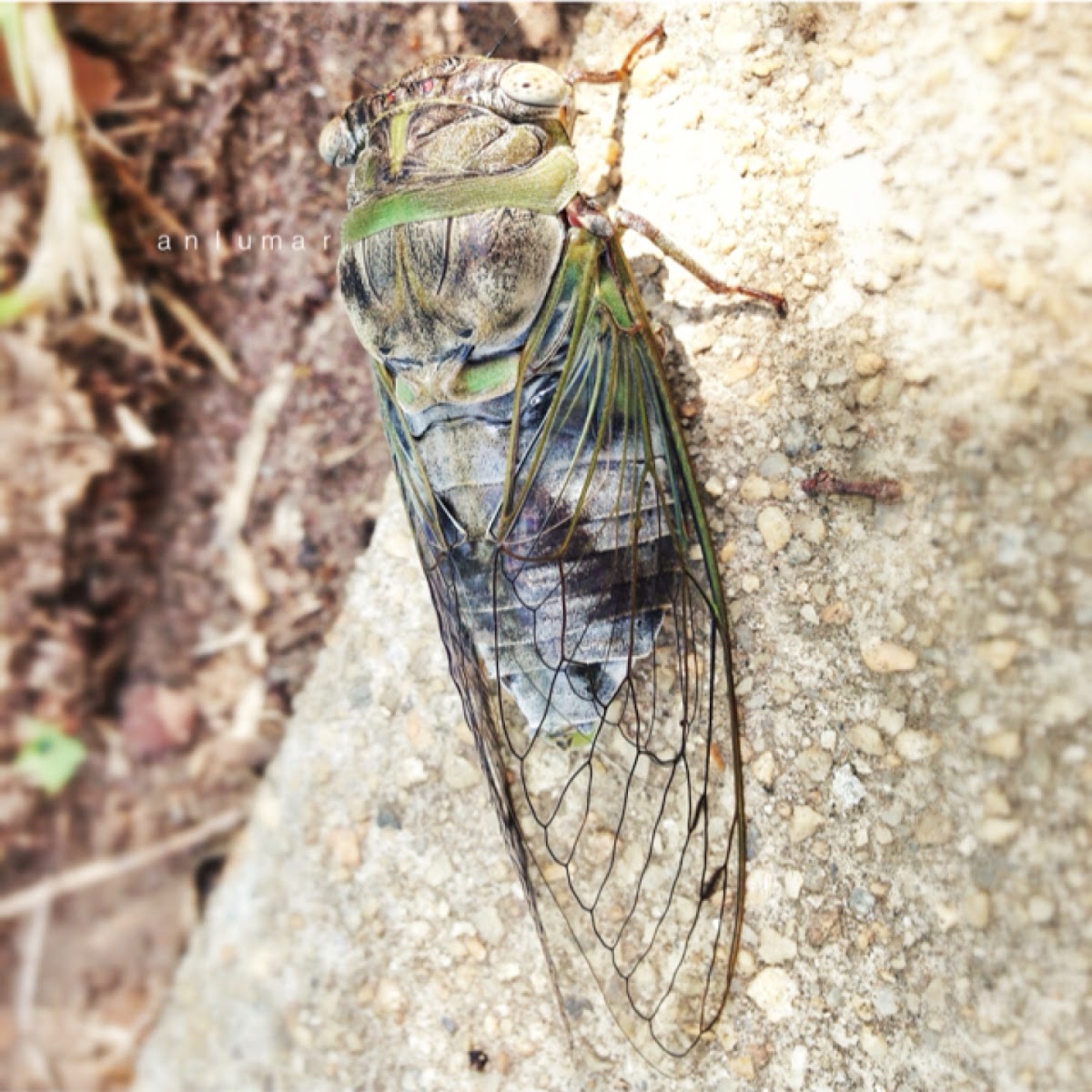 Cicada-- Annual?