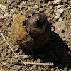 Large Copper Dung Beetle