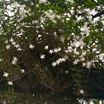 Flowering - Raffles Girls' School