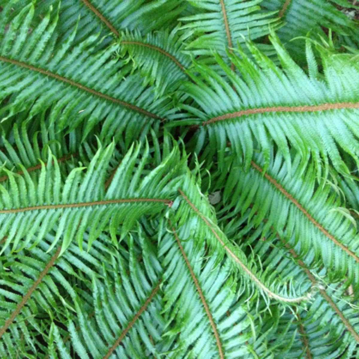 Sword fern