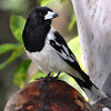 Pied Butcherbird