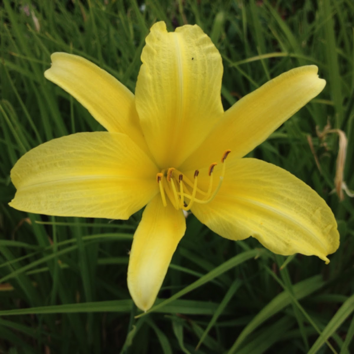 Day lily (yellow)