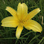 Day lily (yellow)
