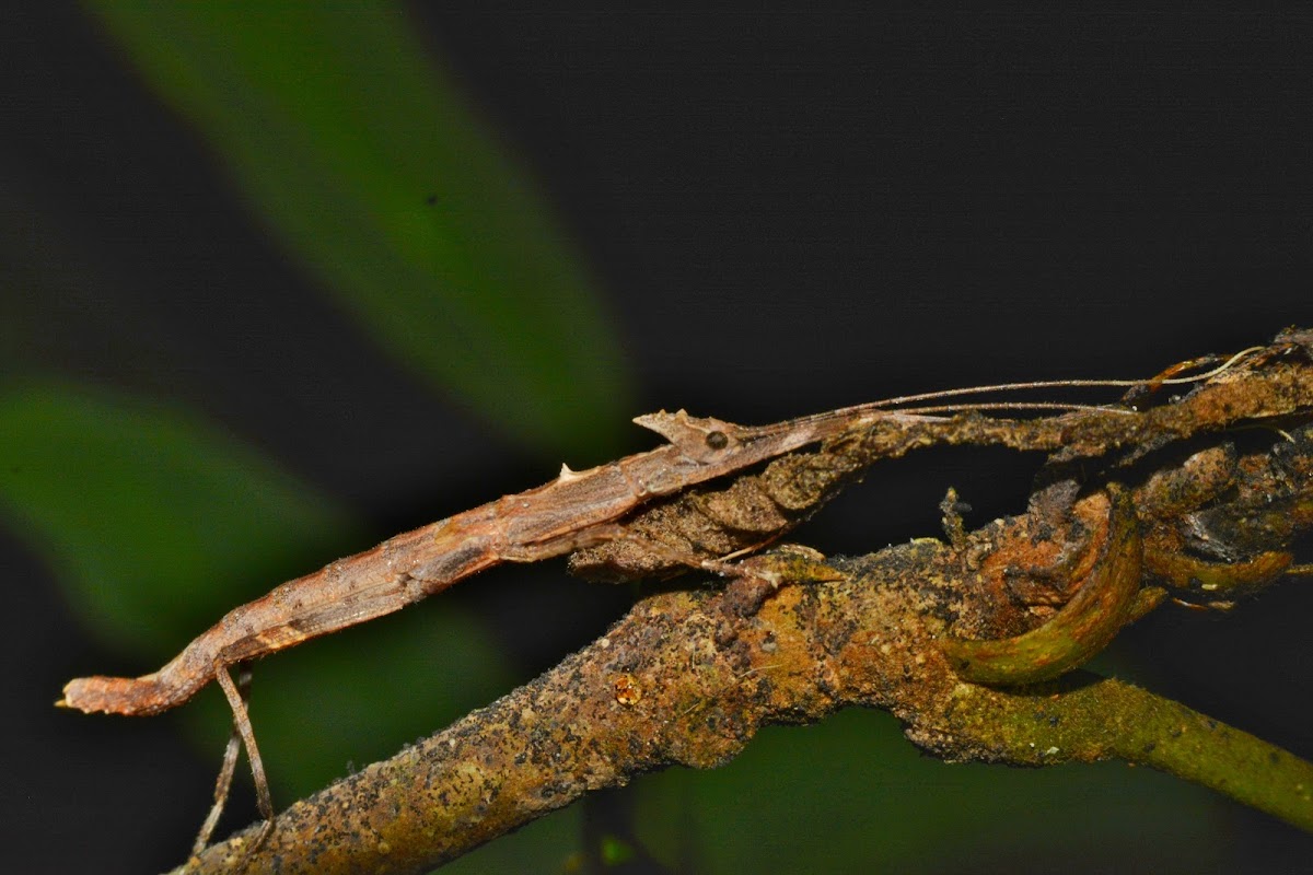 Stick Insect, Phasmid -Nymph