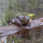 American Bullfrog