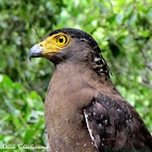 Crested serpent eagle