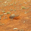 Coruja-buraqueira / Burrowing Owl