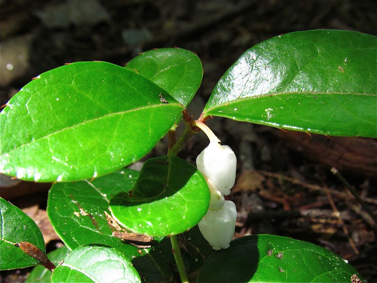 Eastern Teaberry