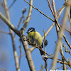 Blue tit