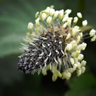 Ribwort Pantain