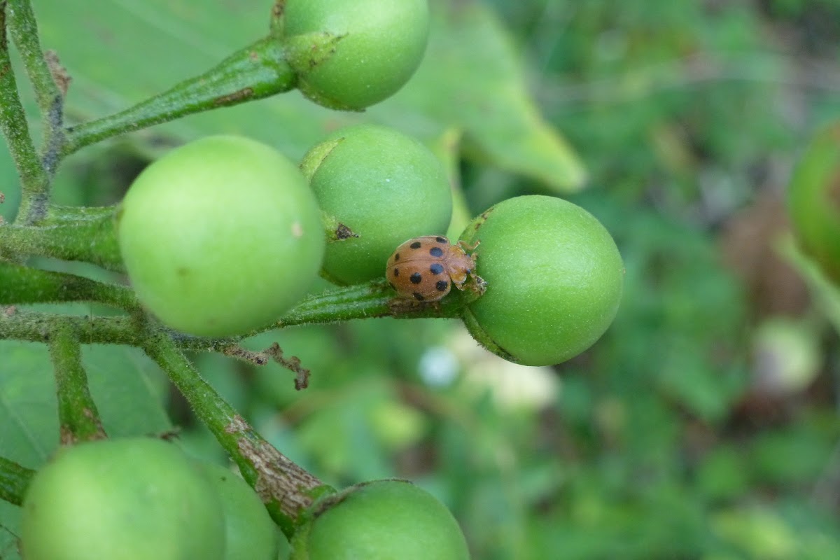 Twelve-spotted Gourd Ladybird