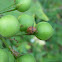 Twelve-spotted Gourd Ladybird