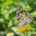 Painted Lady Butterfly