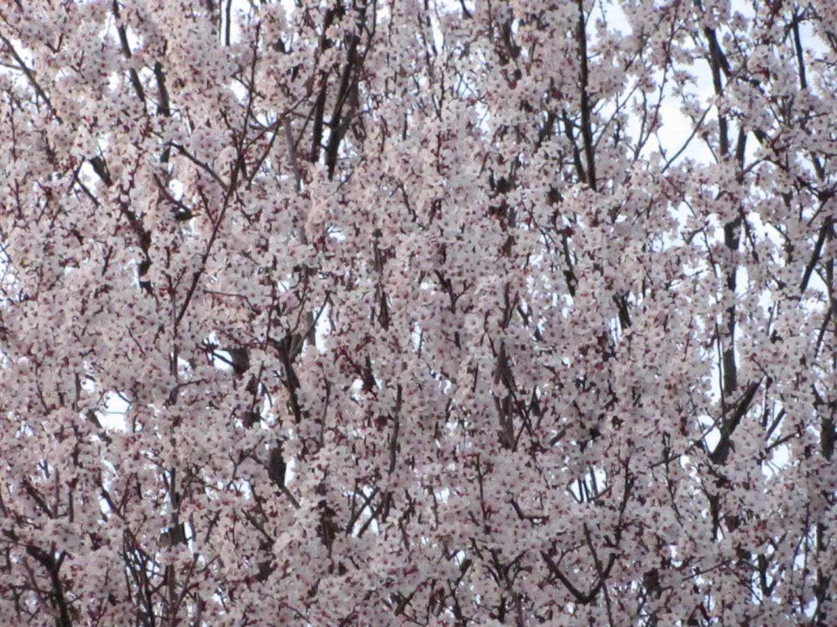 Cherry plum( Ameixoeira-dos-jardins)