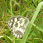 Marbled White Butterfly / Pjegavac