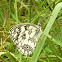 Marbled White Butterfly / Pjegavac