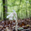 Ghost plant or Indian Pipe