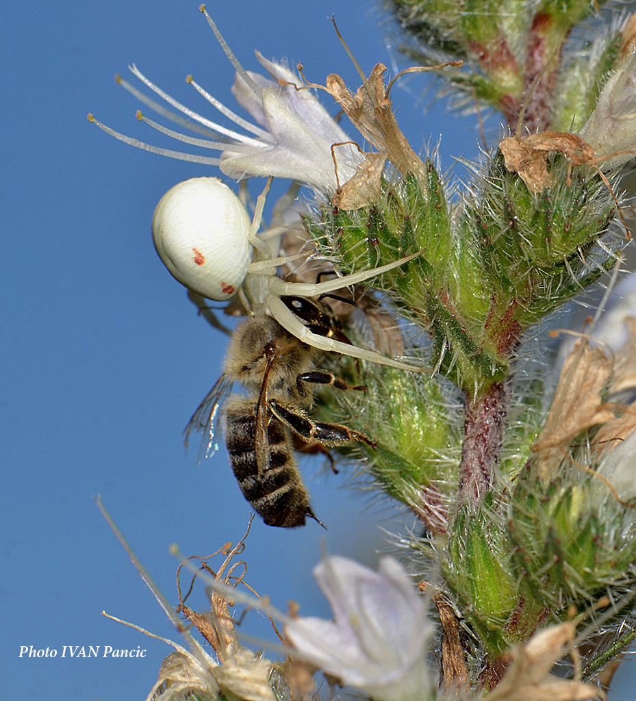 Crab Spider and Bees