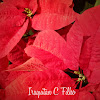 Poinsettia