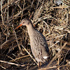 Clapper Rail