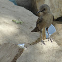 Brown Rock Chat