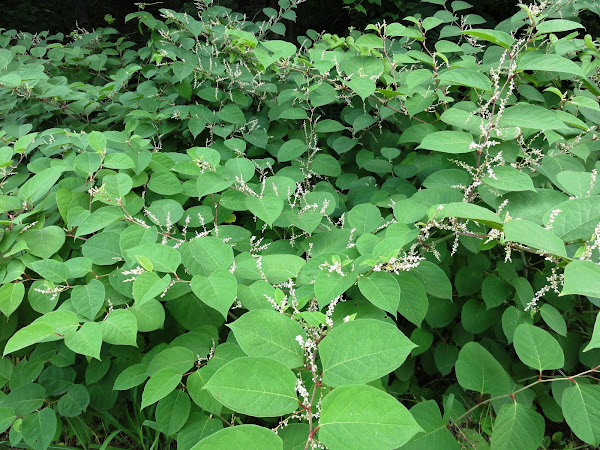 Japanese Knotweed Project Noah